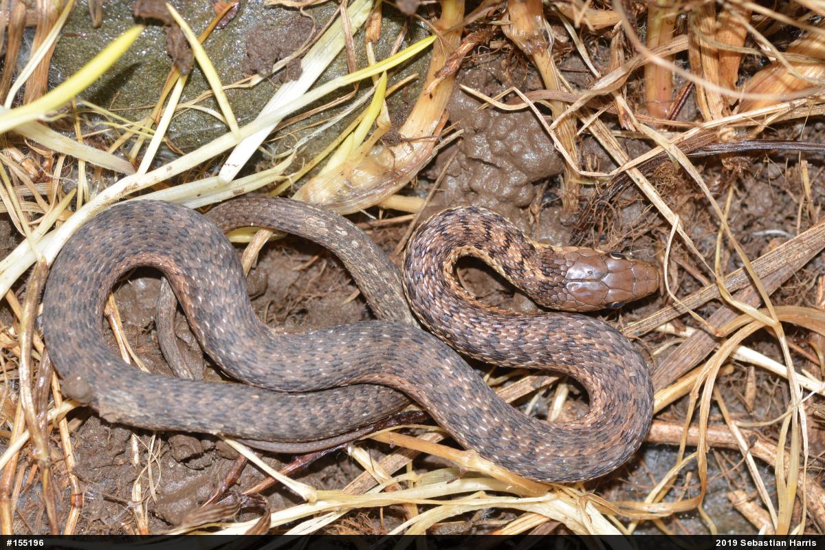 Eastern Gartersnake