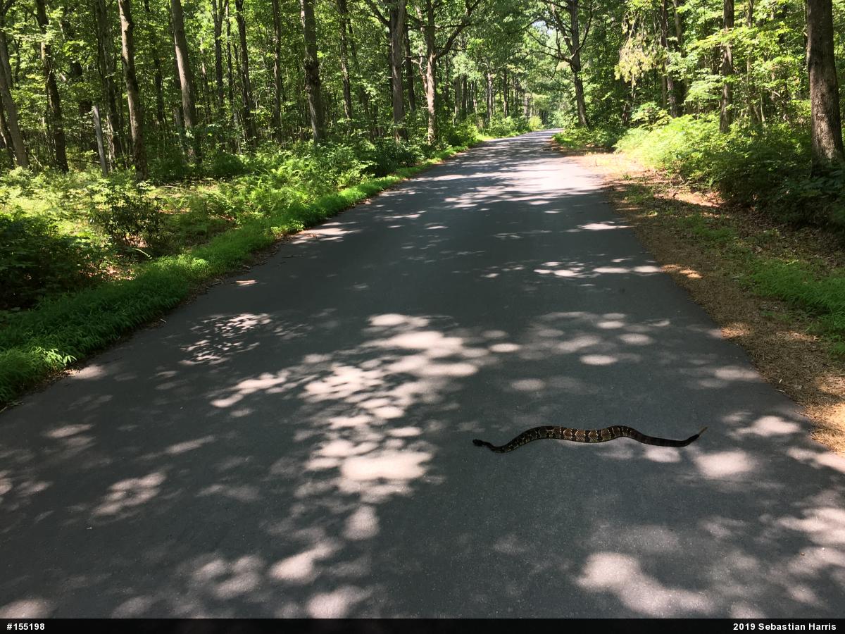 Timber Rattlesnake