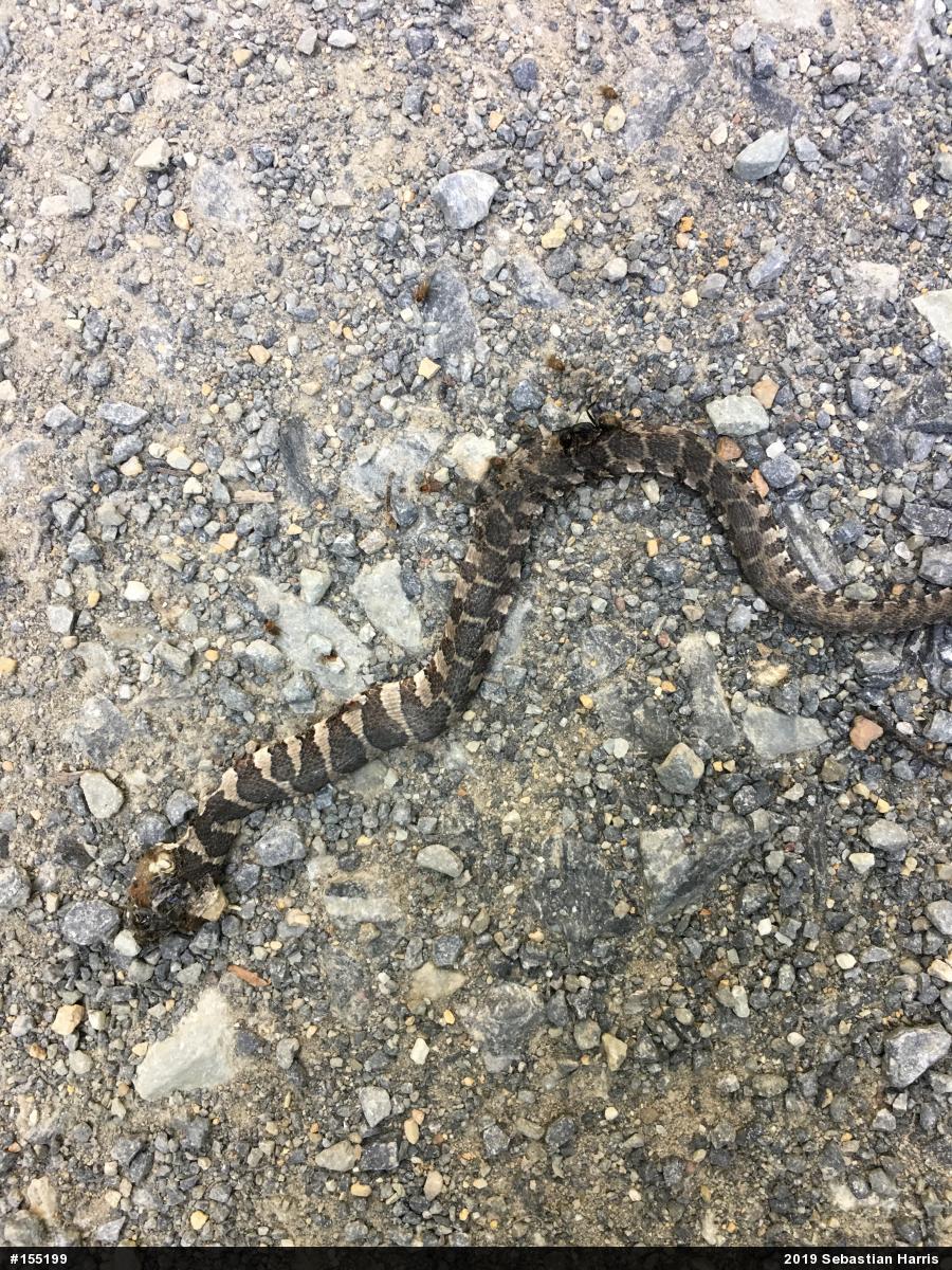 Northern Watersnake