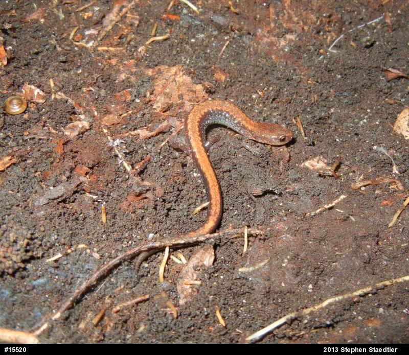 Eastern Red-backed  Salamander
