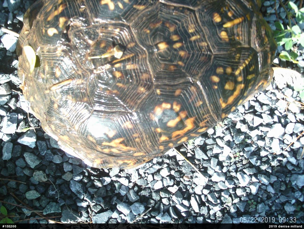 Eastern Box Turtle