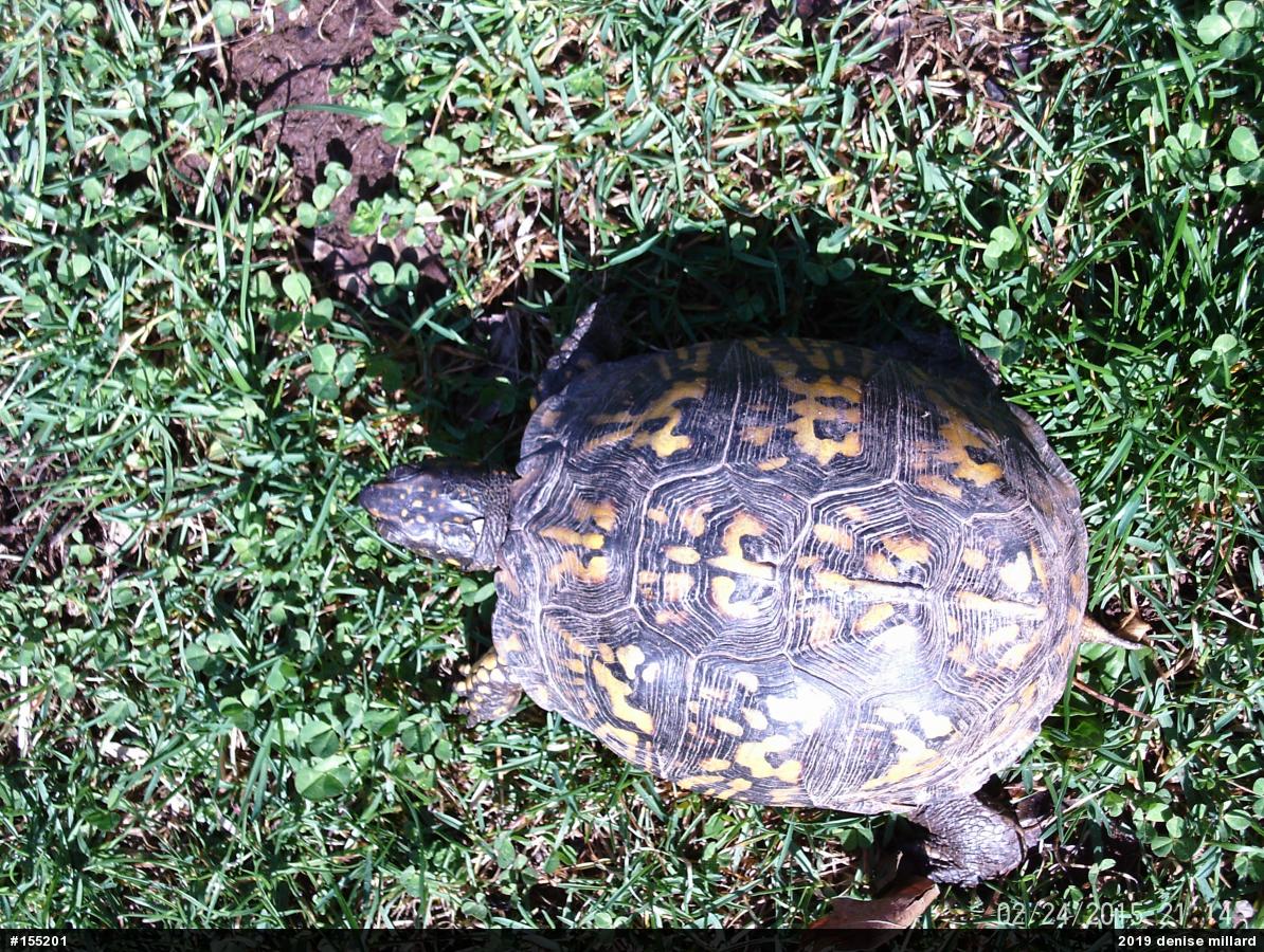 Eastern Box Turtle