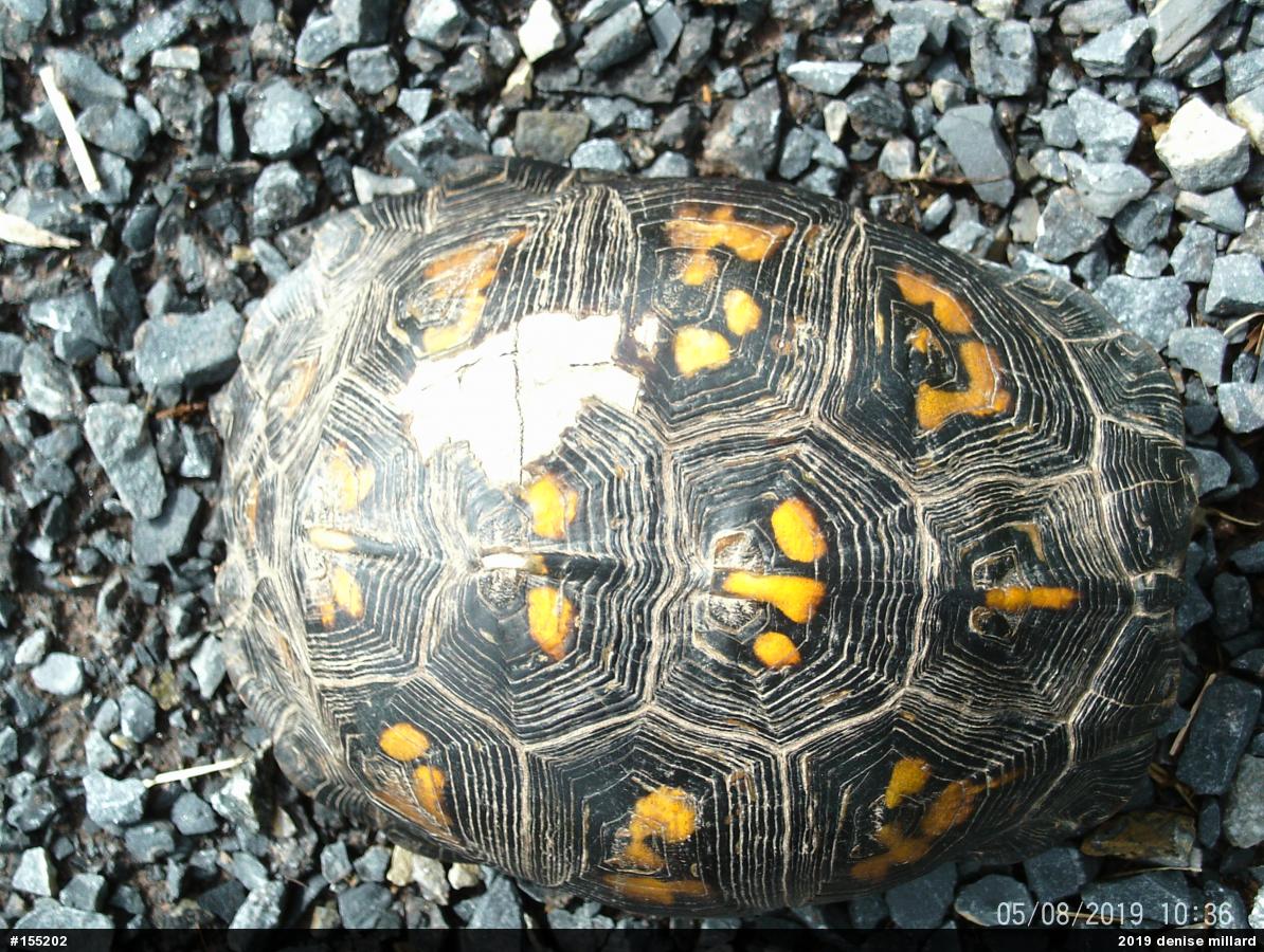 Eastern Box Turtle