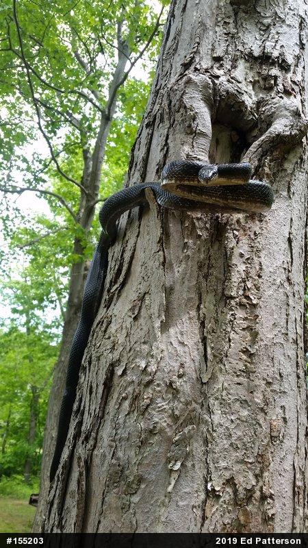 Eastern Ratsnake