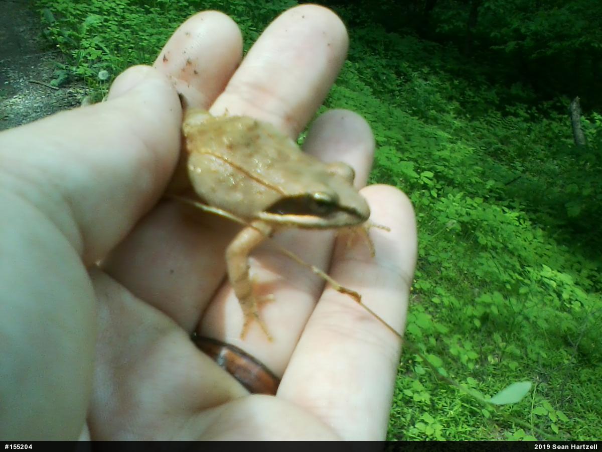 Wood Frog