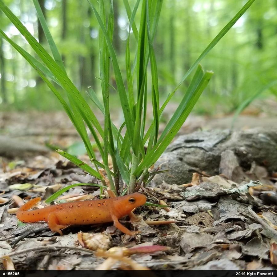 Red-spotted Newt