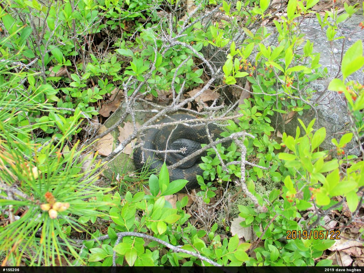 Timber Rattlesnake
