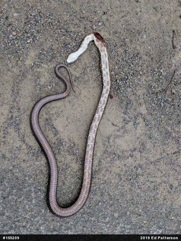 Eastern Ratsnake