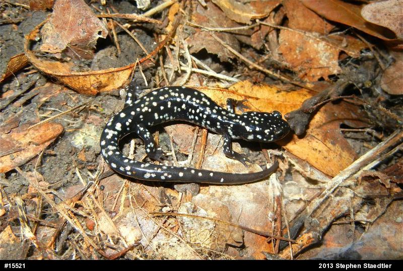 Northern Slimy Salamander