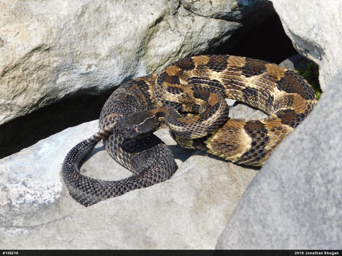 Timber Rattlesnake