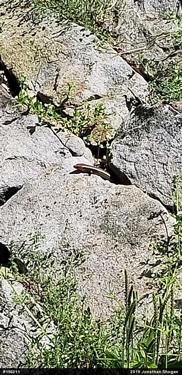 Common Five-lined Skink