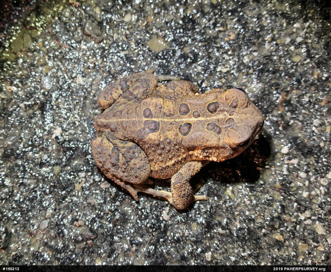 Eastern American Toad