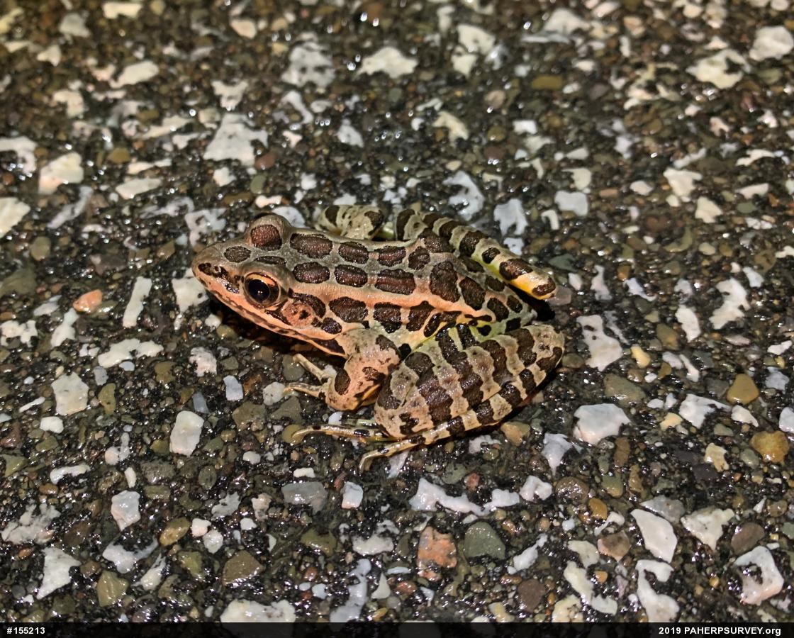 Pickerel Frog