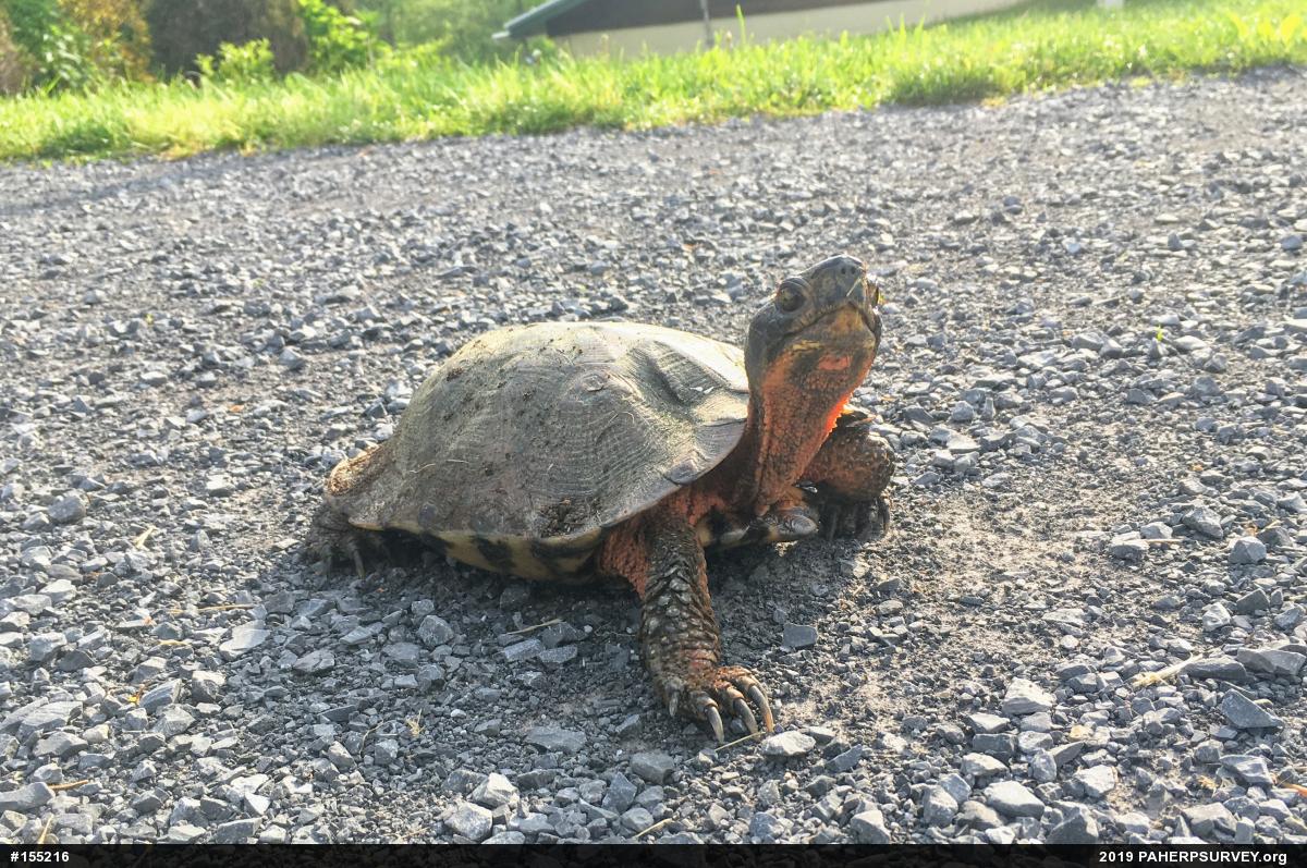 Wood Turtle