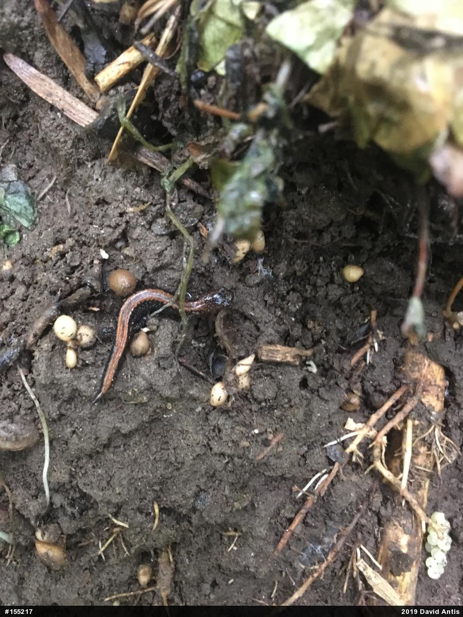 Eastern Red-backed  Salamander
