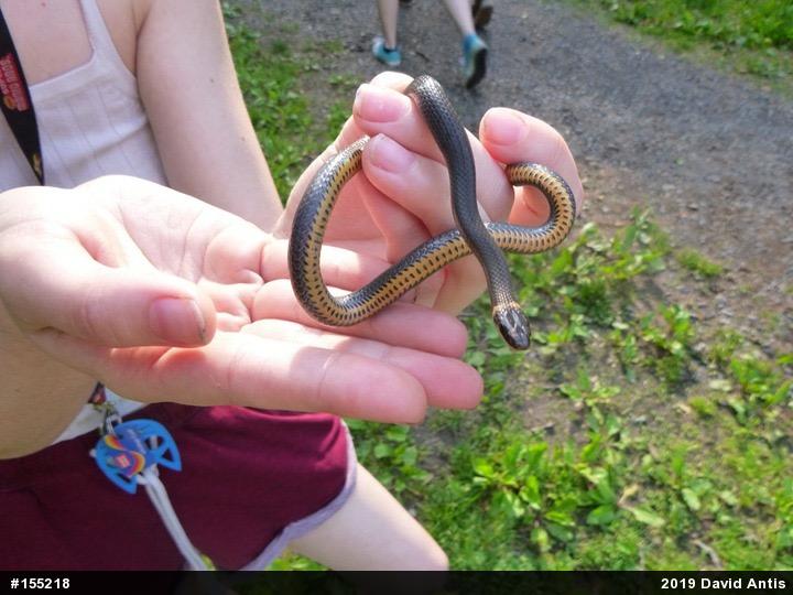 Northern Ring-necked Snake