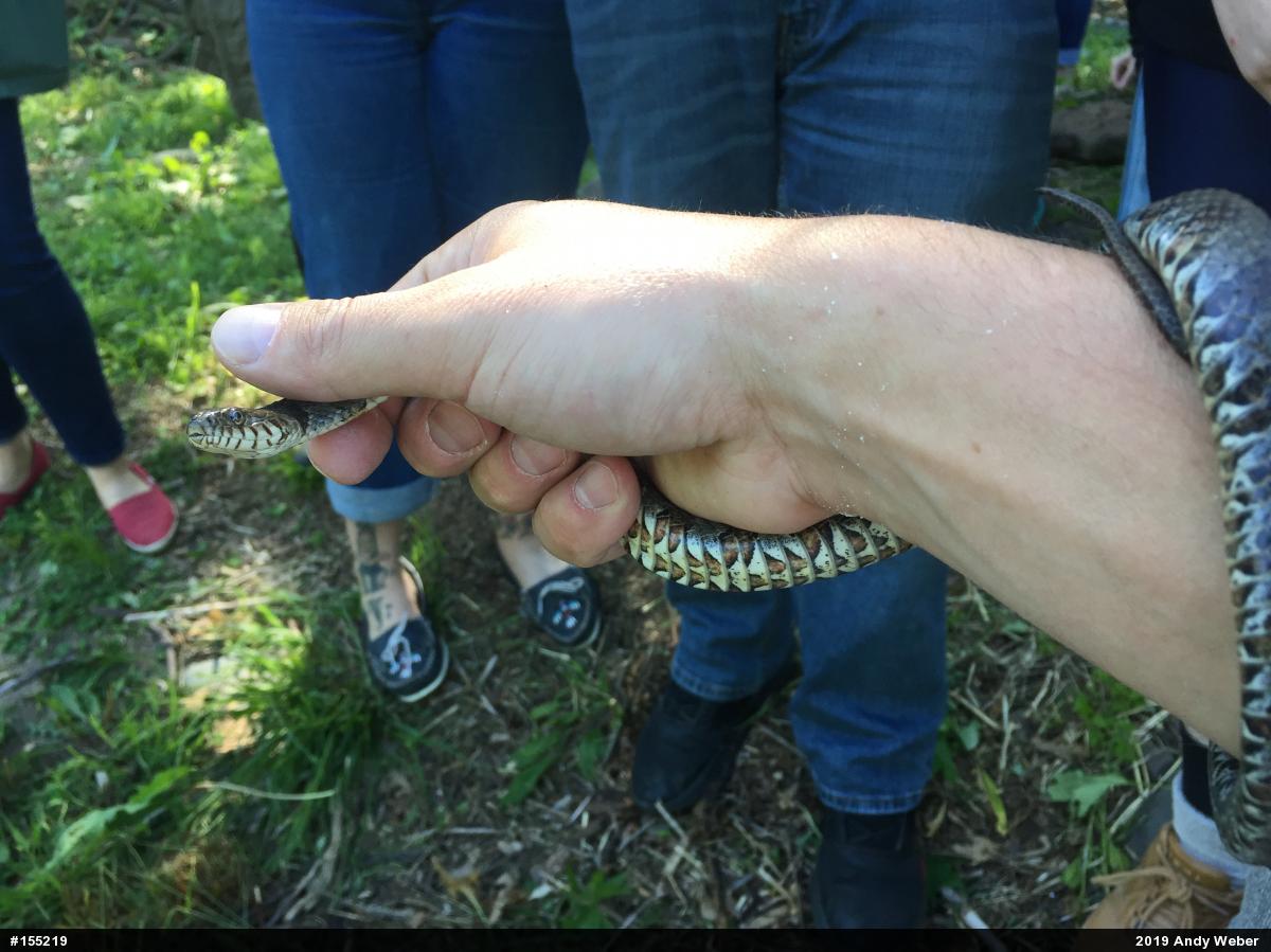 Northern Watersnake