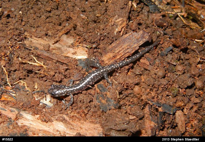 Northern Slimy Salamander