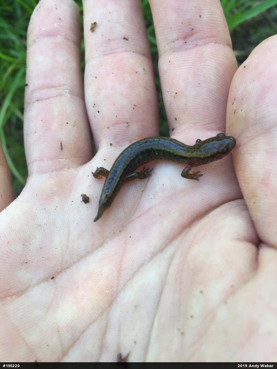 Northern Two-lined Salamander