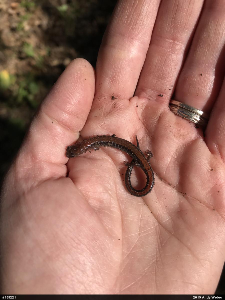 Eastern Red-backed  Salamander