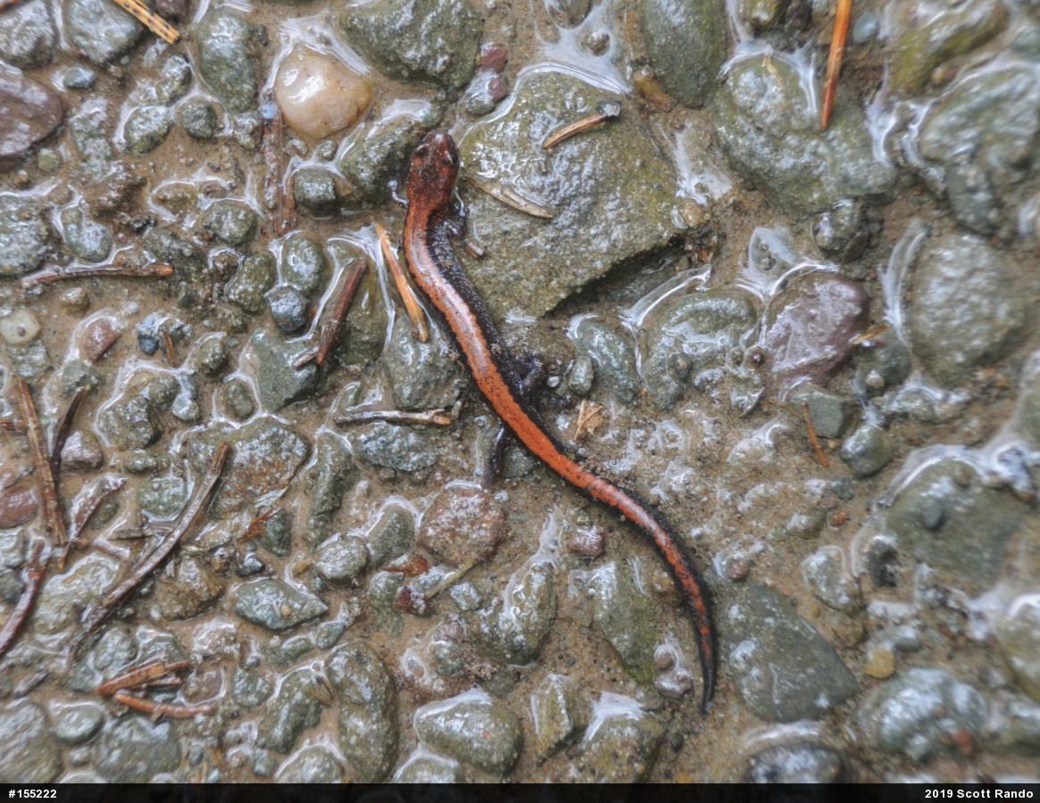 Eastern Red-backed  Salamander