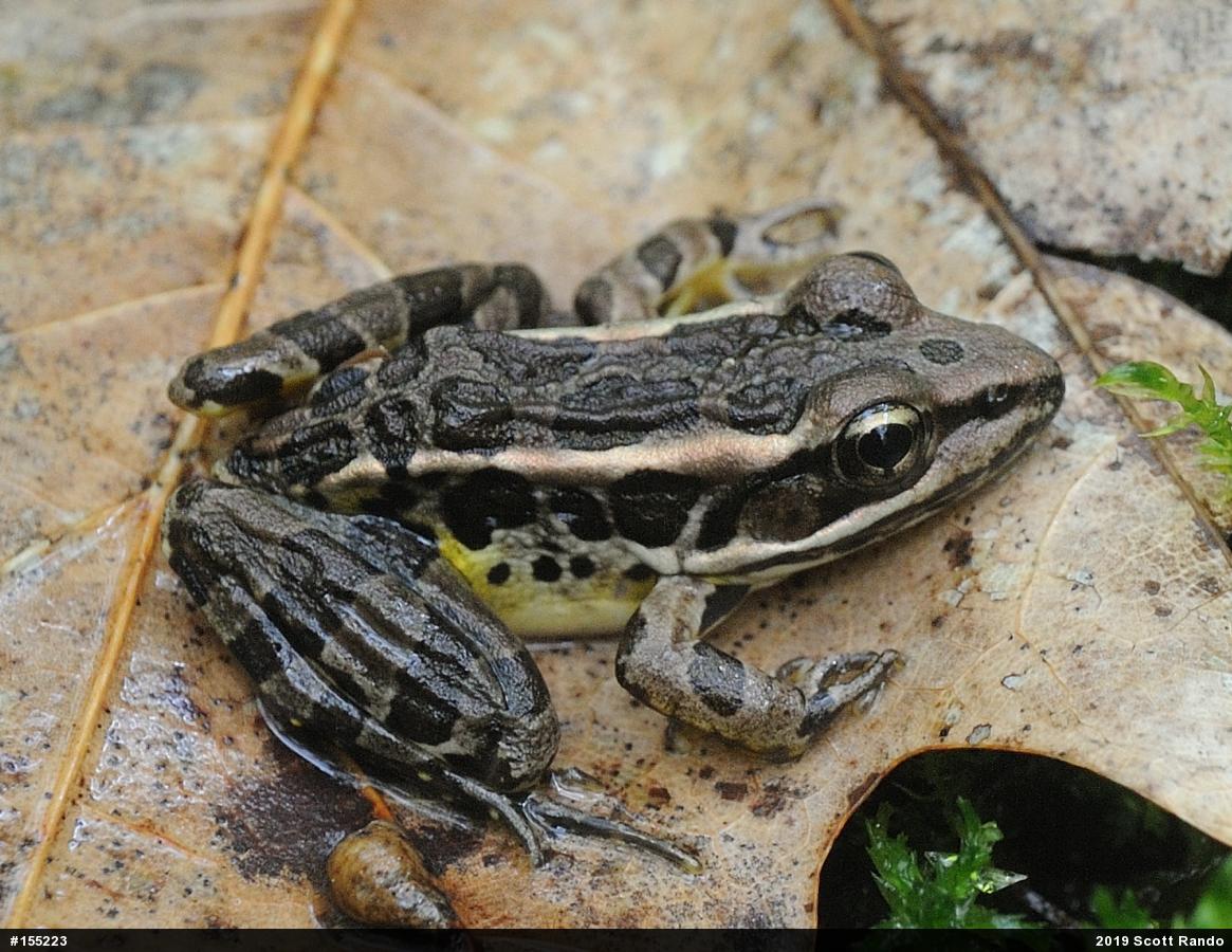 Pickerel Frog