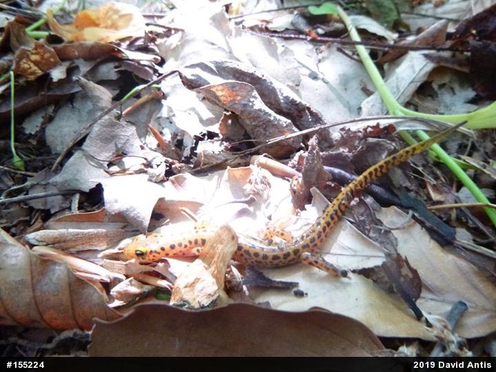 Eastern Long-tailed Salamander