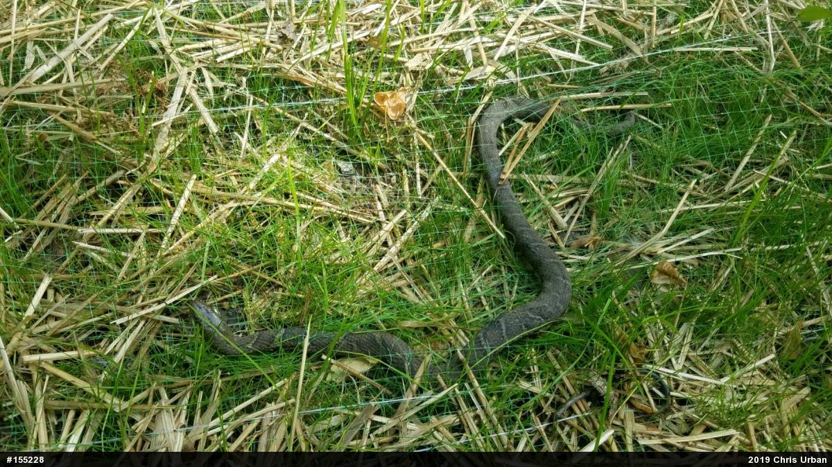 Northern Watersnake