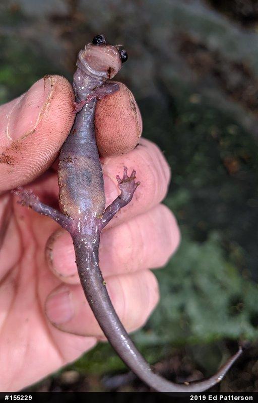 Wehrle's Salamander