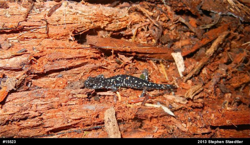 Northern Slimy Salamander