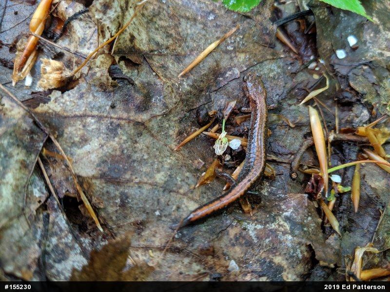 Eastern Red-backed  Salamander