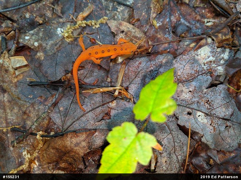 Red-spotted Newt