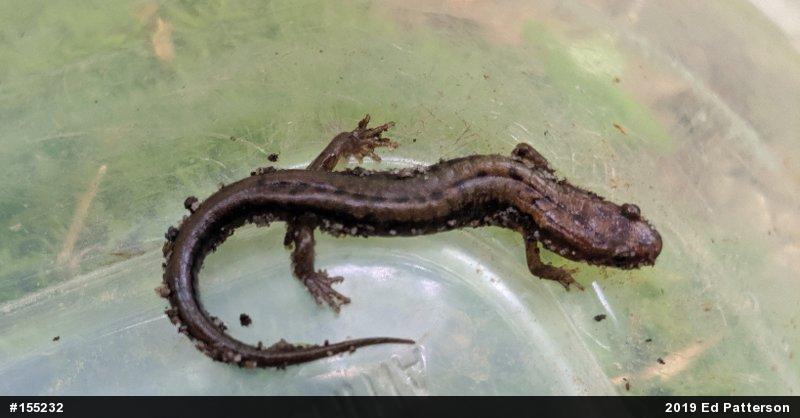 Allegheny Mountain Dusky Salamander