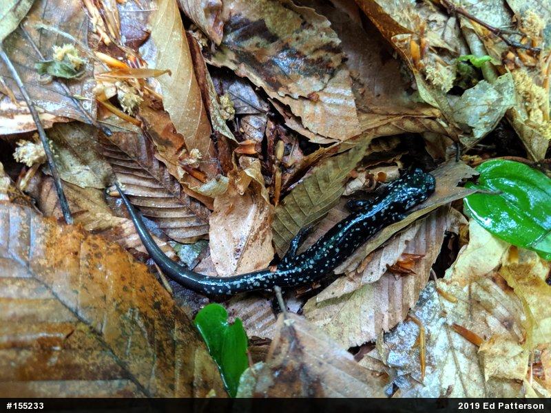 Northern Slimy Salamander