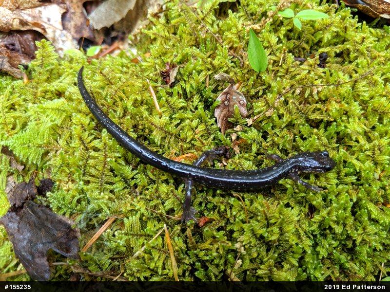 Wehrle's Salamander