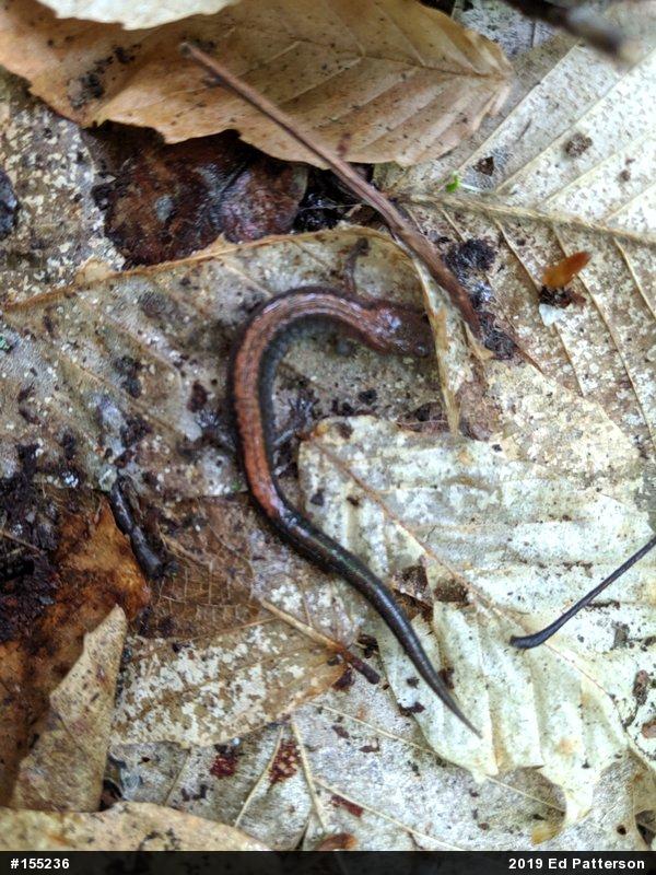 Eastern Red-backed  Salamander