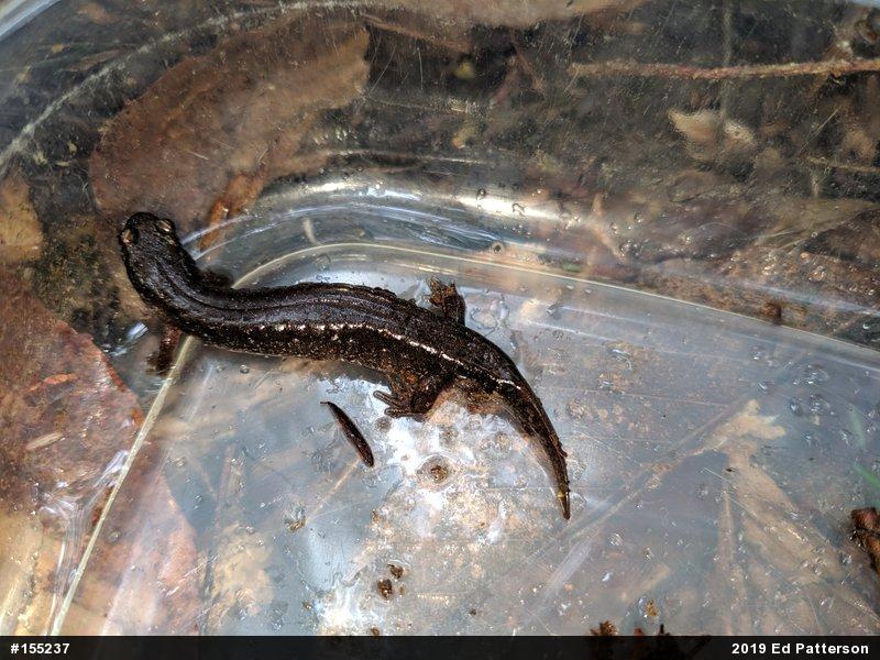 Northern Dusky Salamander