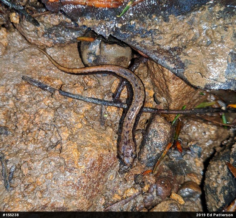 Allegheny Mountain Dusky Salamander