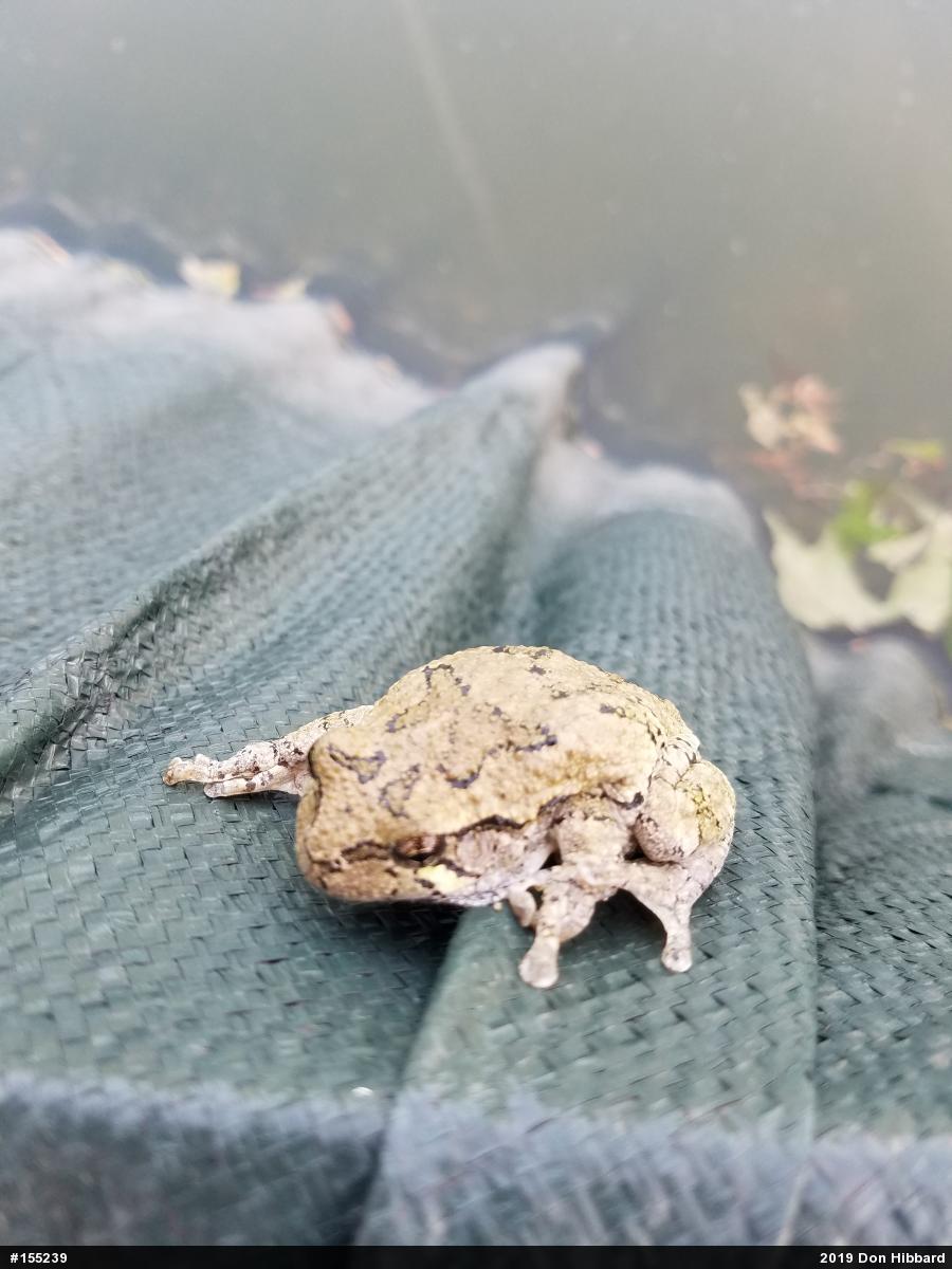 Unknown Gray Treefrog
