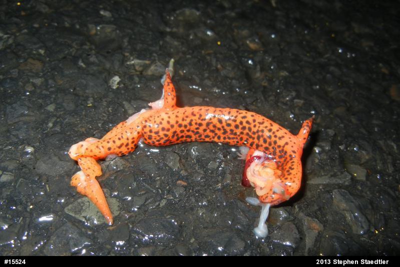 Northern Red Salamander