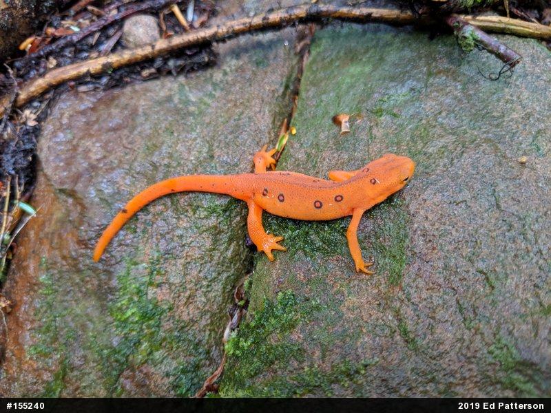 Red-spotted Newt
