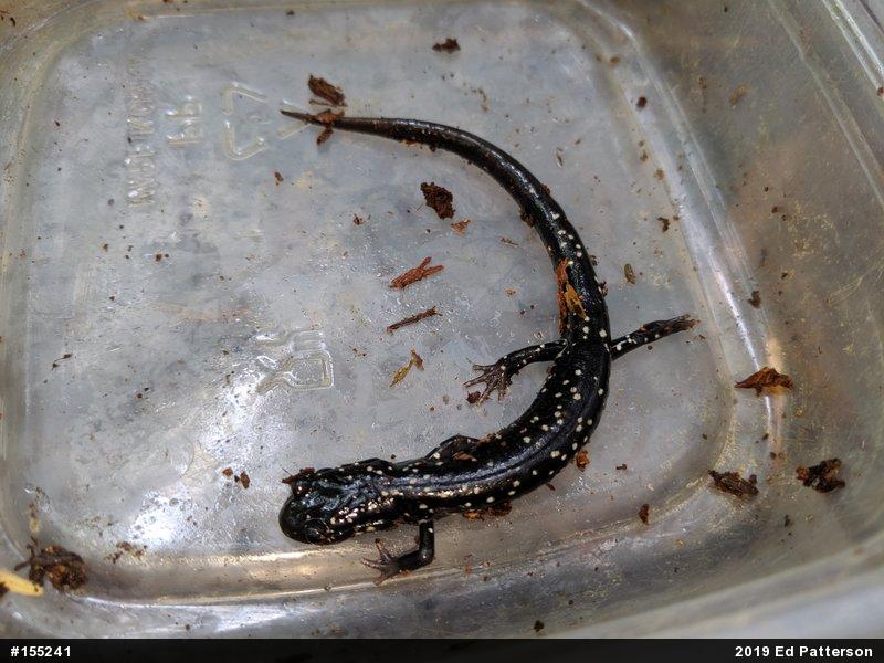 Northern Slimy Salamander