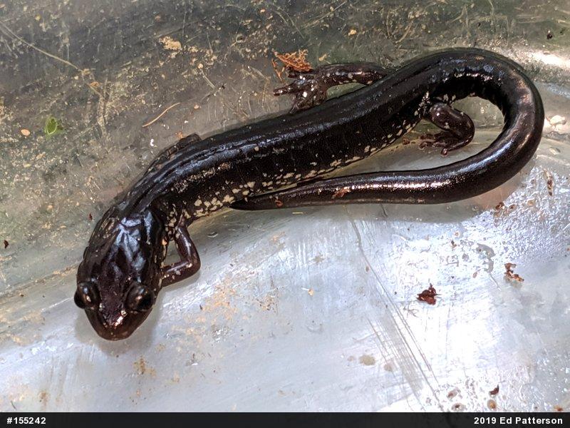 Wehrle's Salamander