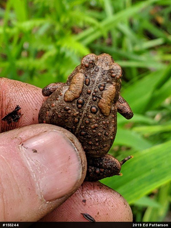 Eastern American Toad