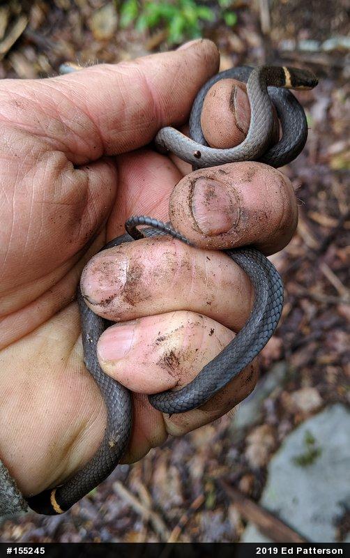 Northern Ring-necked Snake