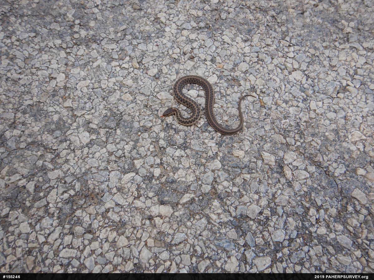 Eastern Gartersnake