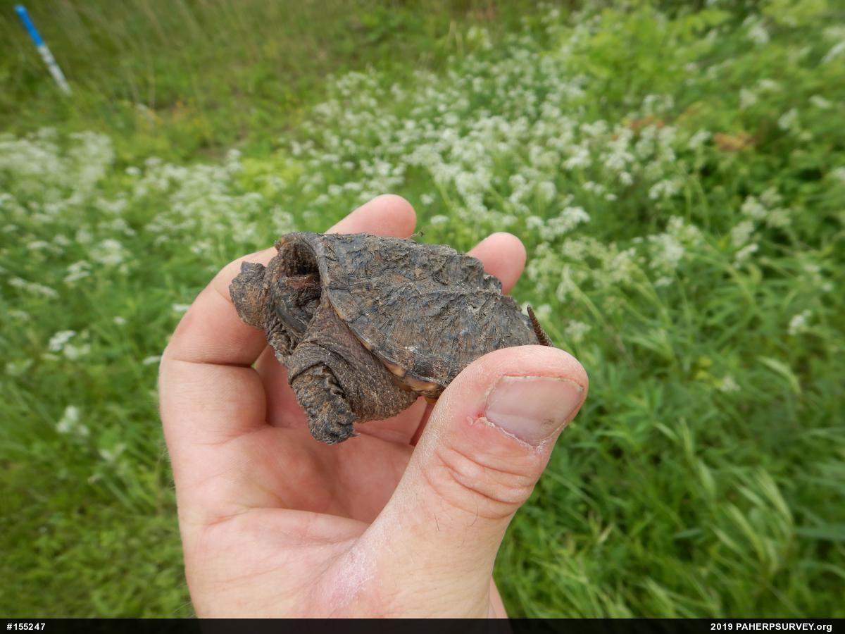 Snapping Turtle