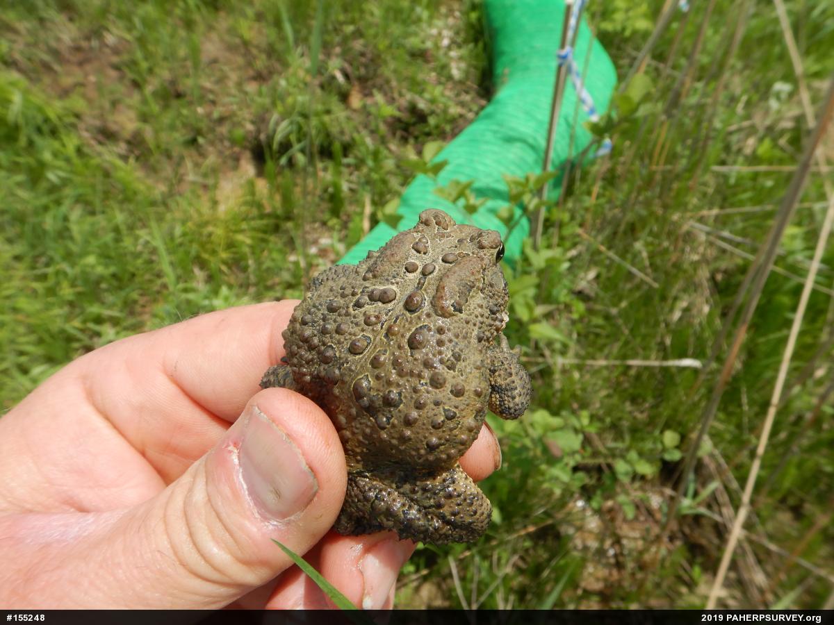 Eastern American Toad