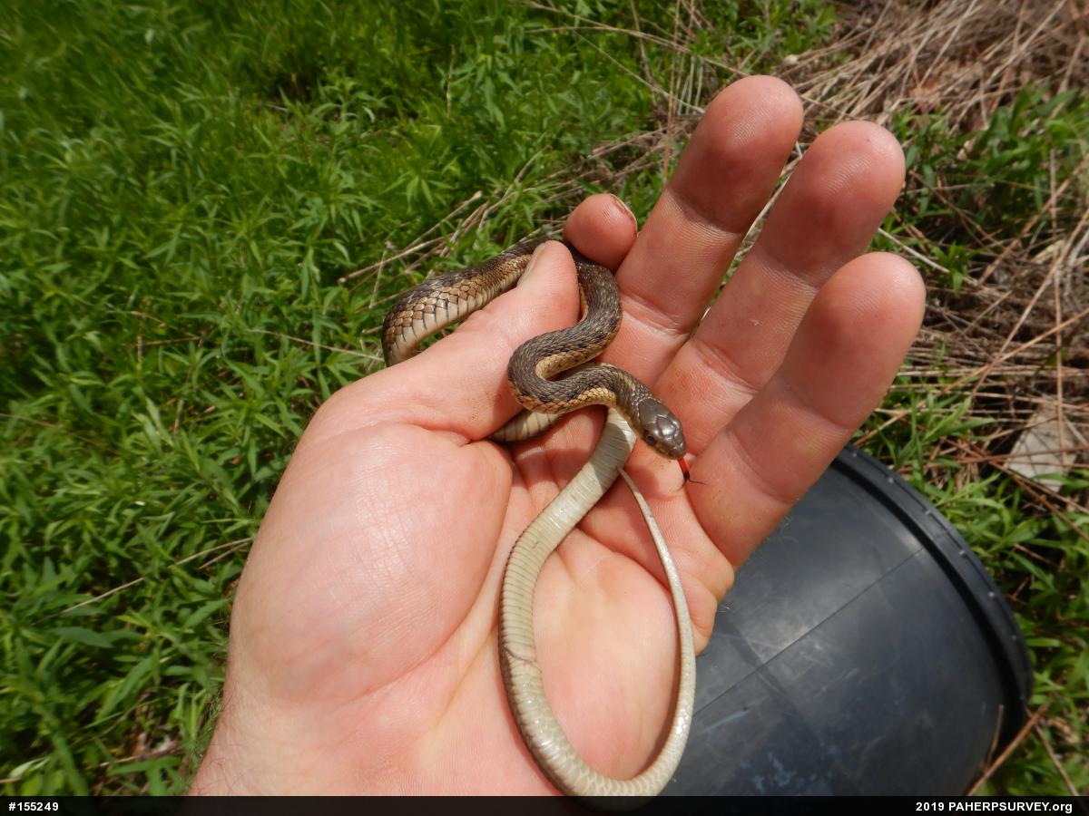 Eastern Gartersnake