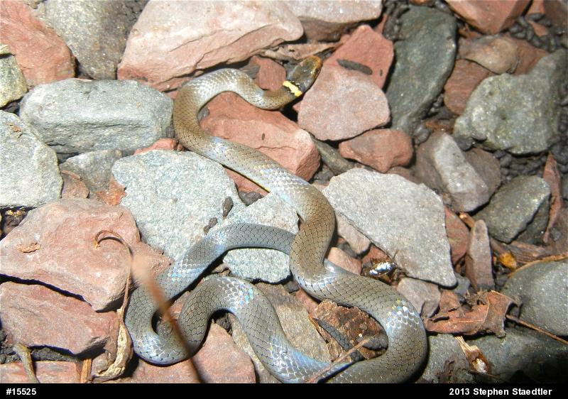 Northern Ring-necked Snake